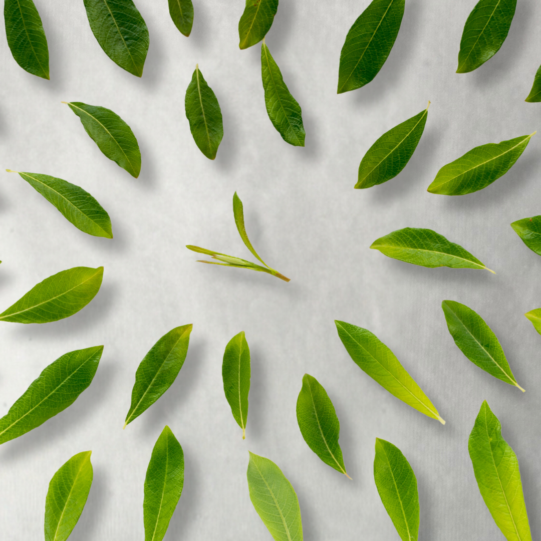 Savon Tea Tree – Image 2